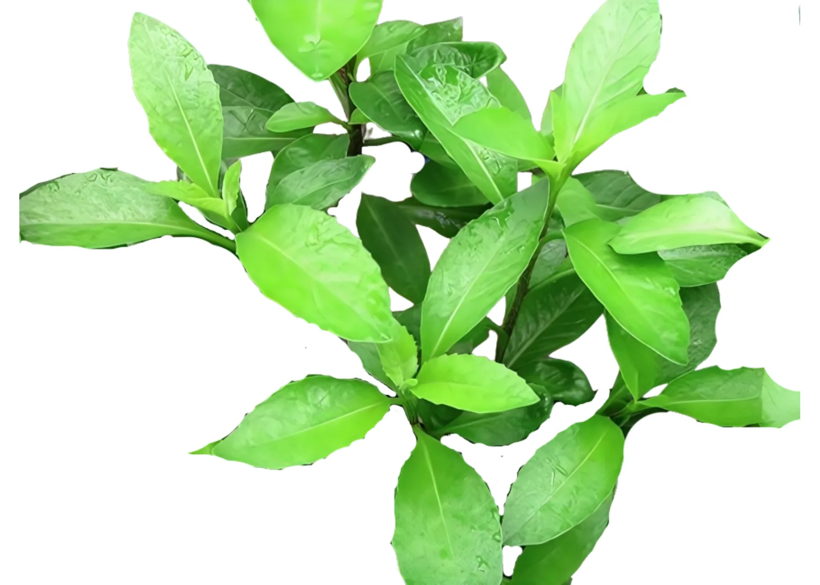 DAUN DEWA