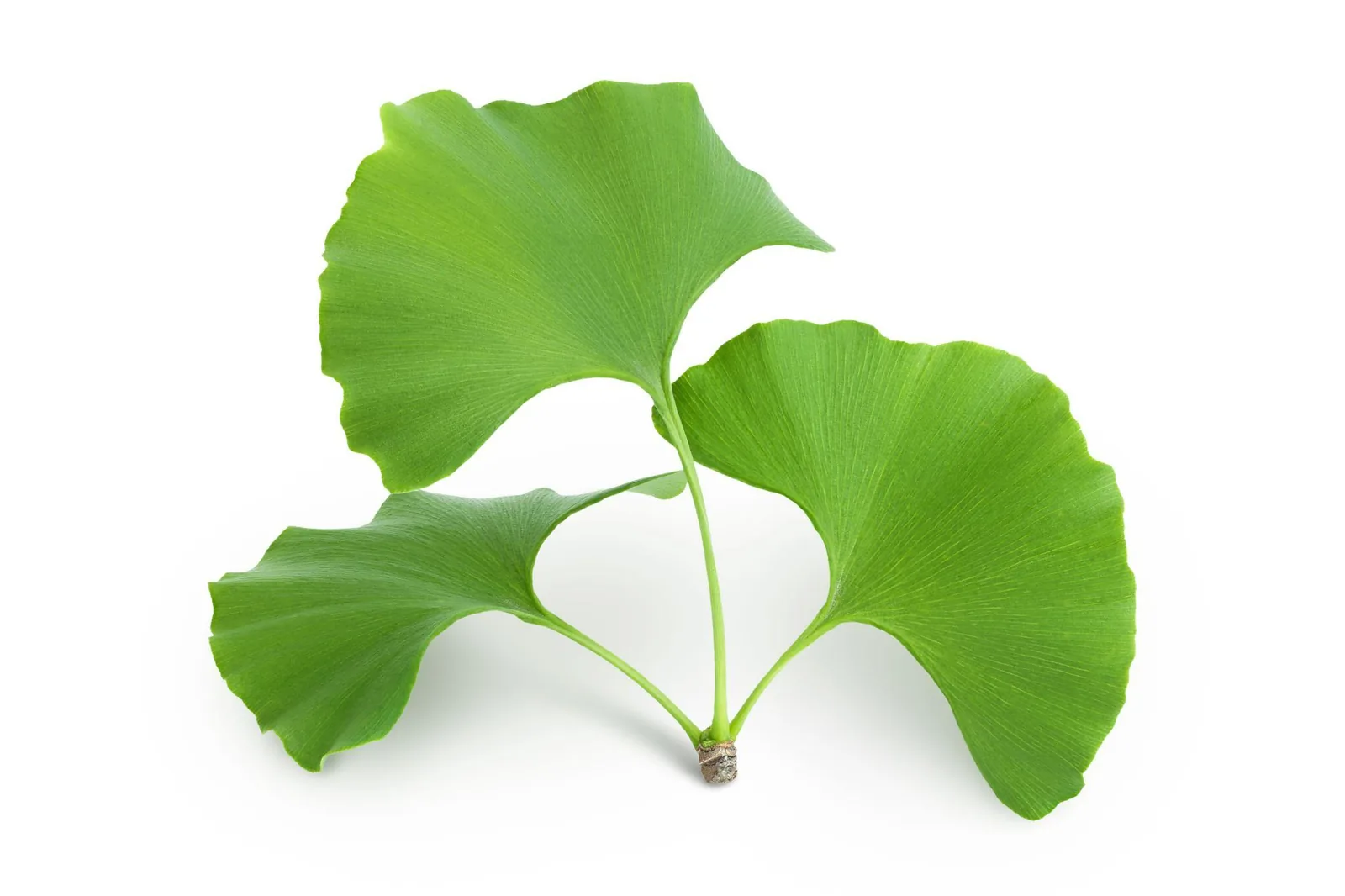 GINKGO BILOBA