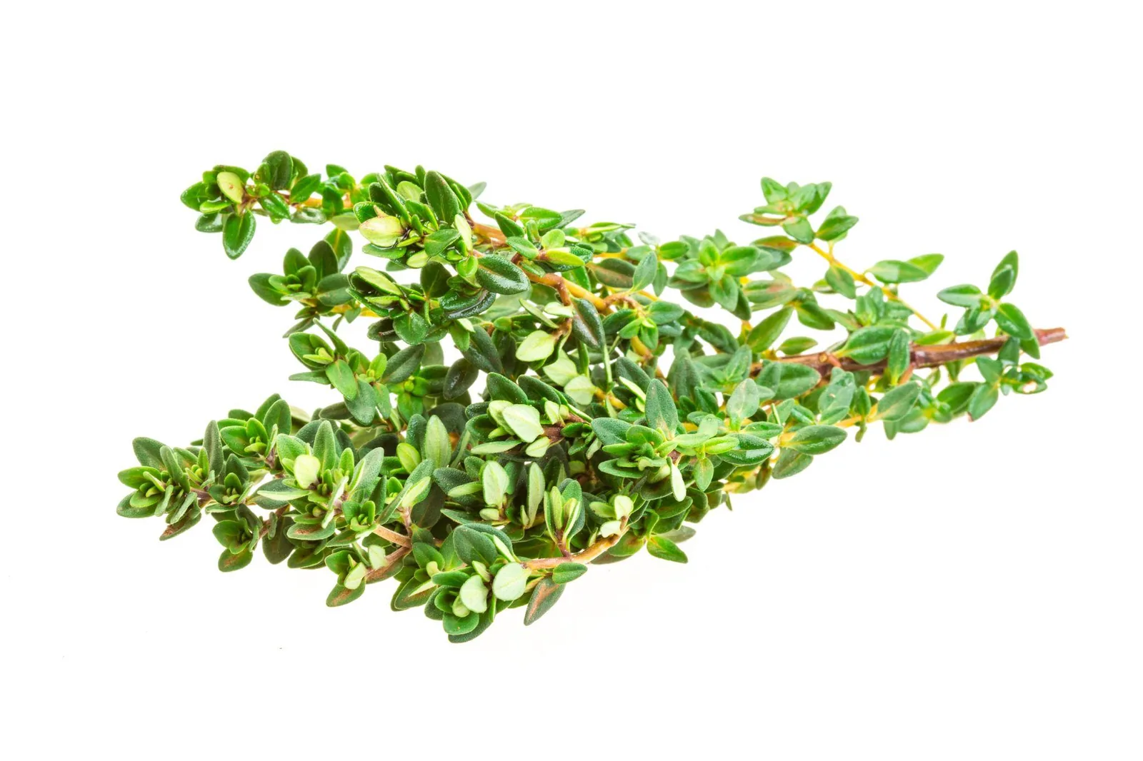 HERBA TIMI