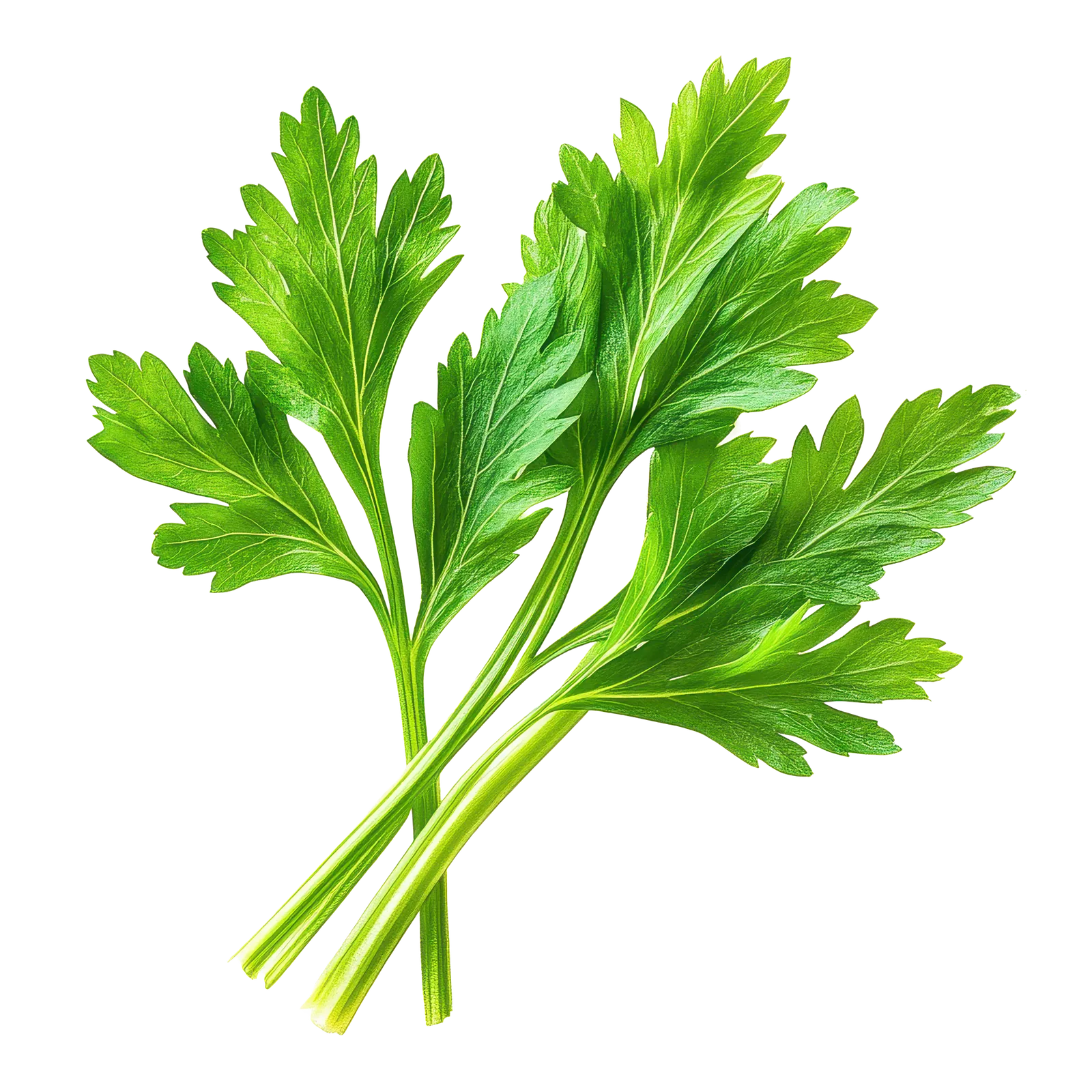 DAUN SELEDRI