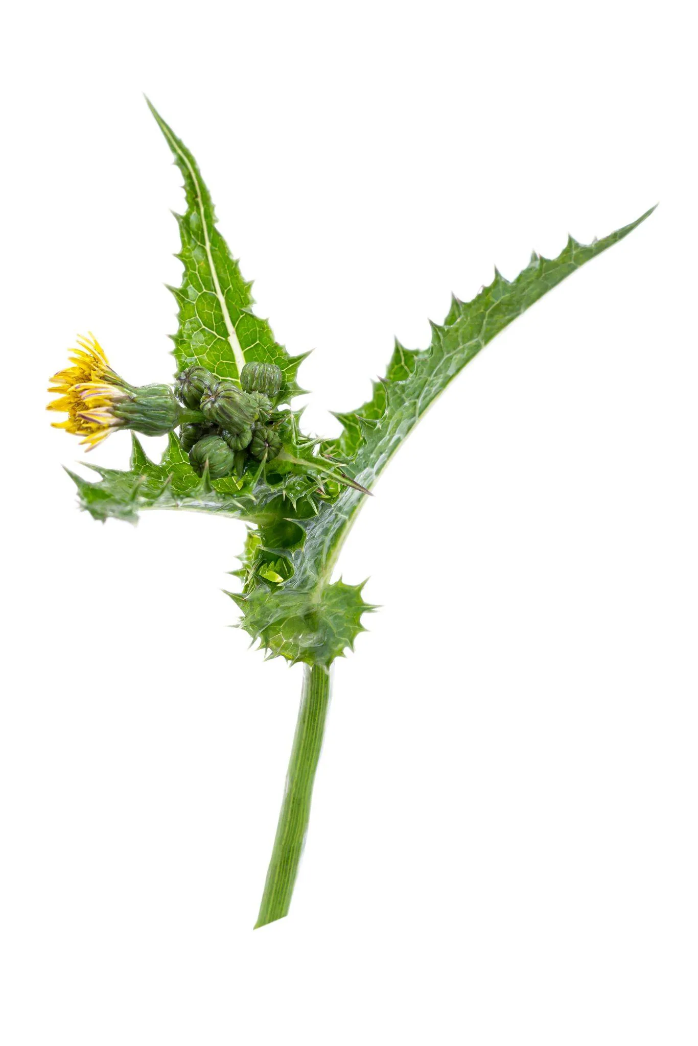 DAUN TEMPUYUNG