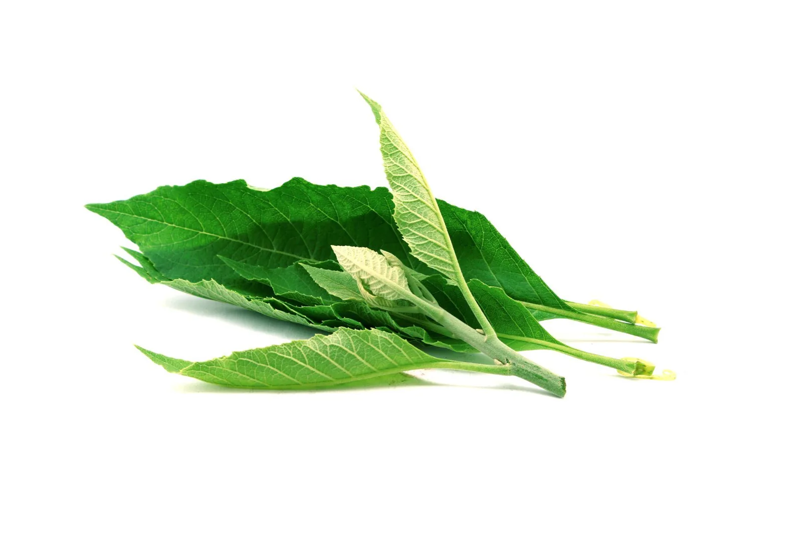 DAUN SEMBUNG