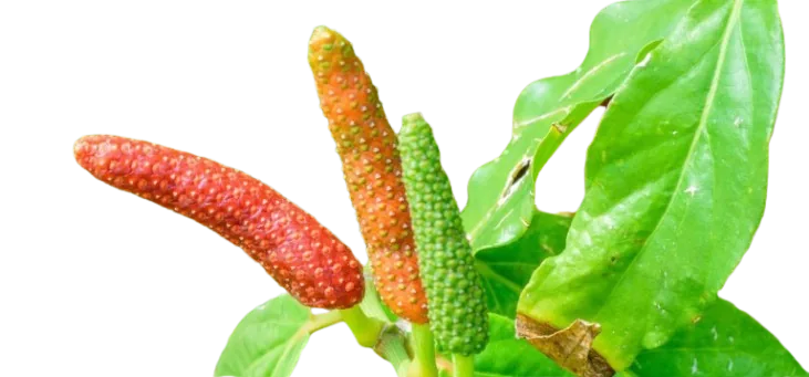 CABE JAWA