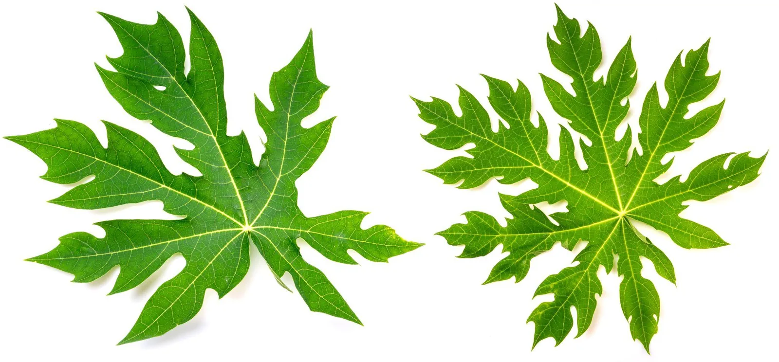 DAUN PEPAYA