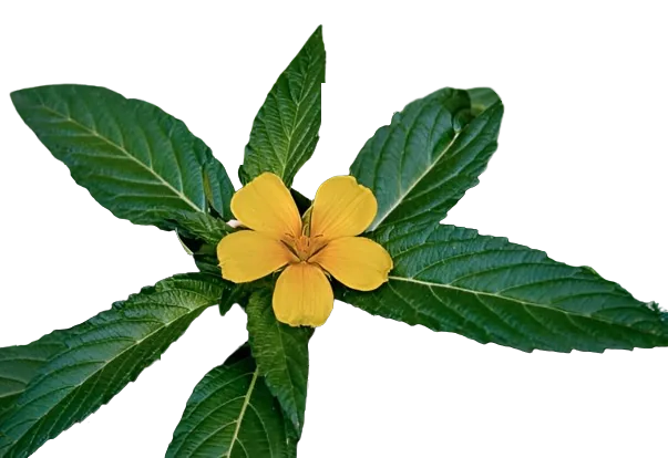 DAMIANA