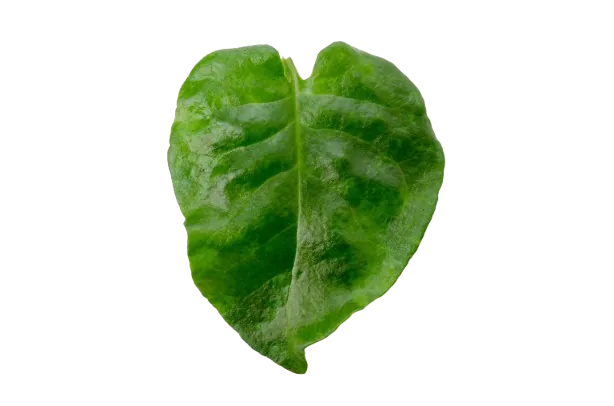 DAUN BINAHONG