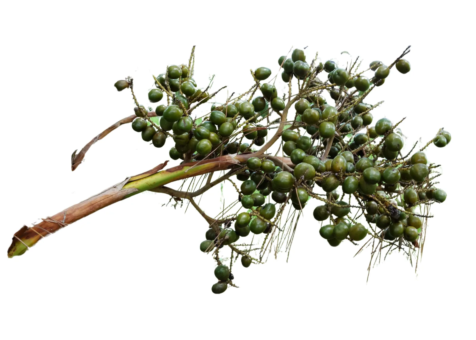 SAW PALMETTO