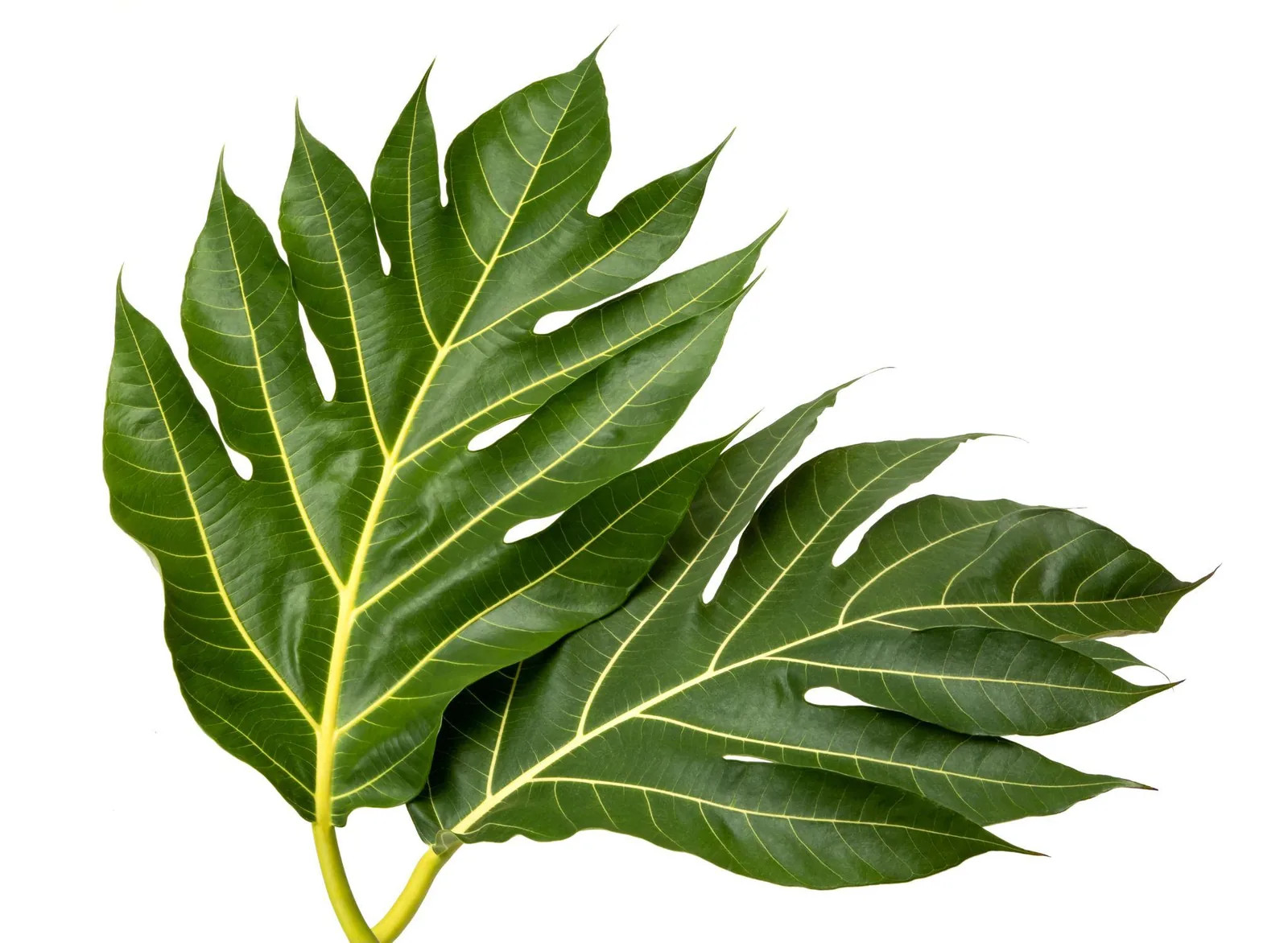 DAUN SUKUN