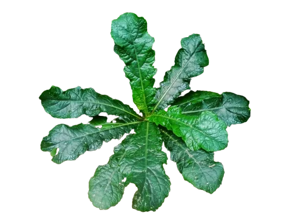 DAUN TAPAK LIMAN