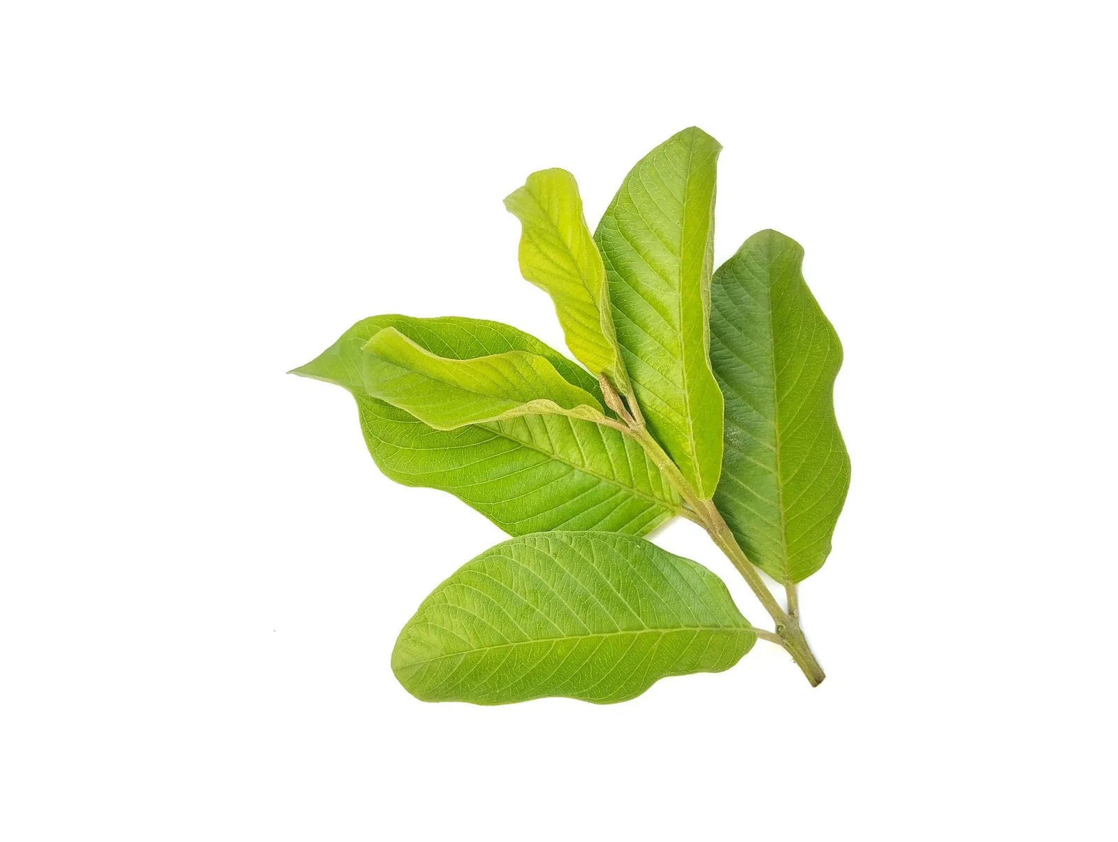 DAUN JAMBU BIJI