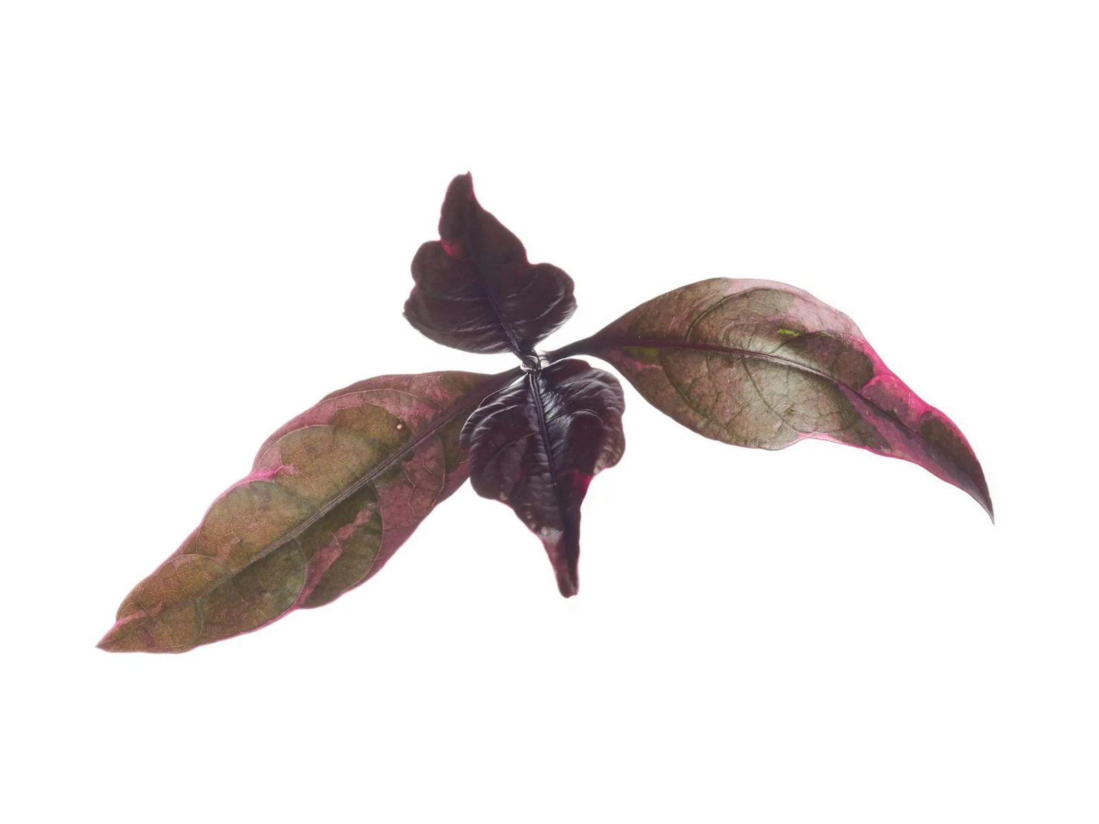 DAUN WUNGU