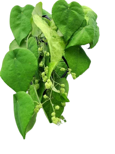 DAUN CINCAU HIJAU