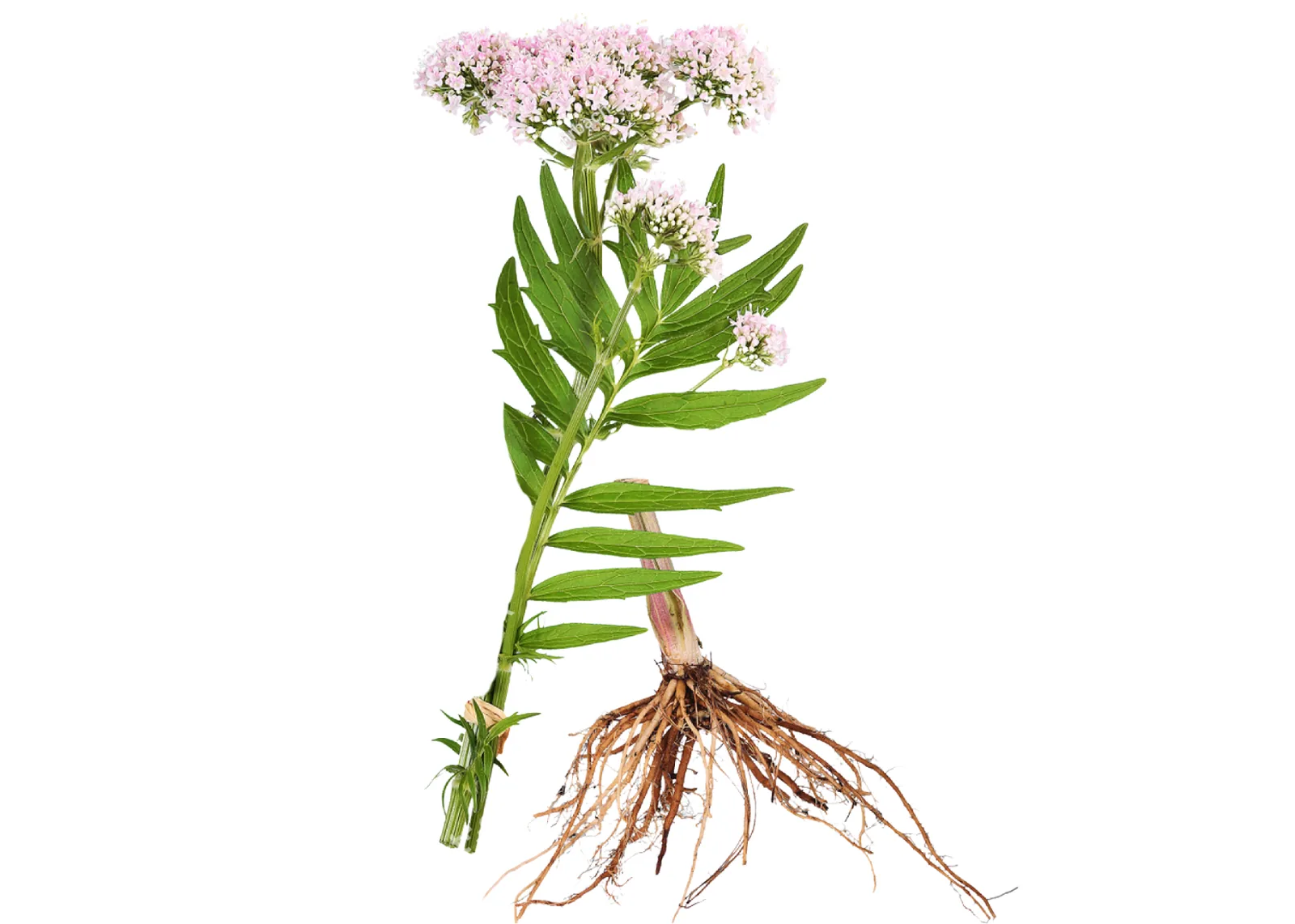 AKAR VALERIANA