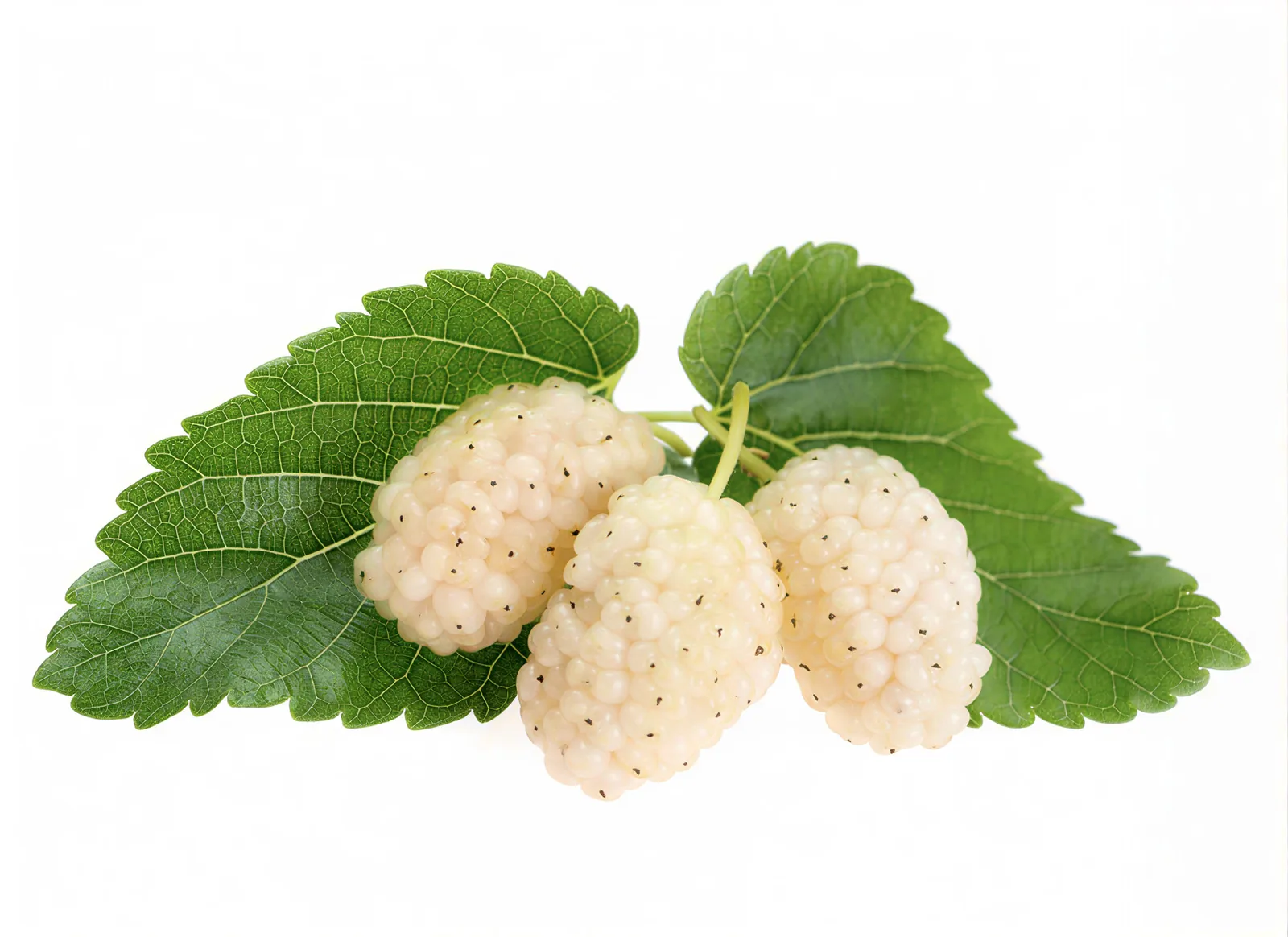 DAUN MURBEI PUTIH