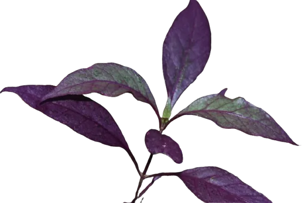 image39.png