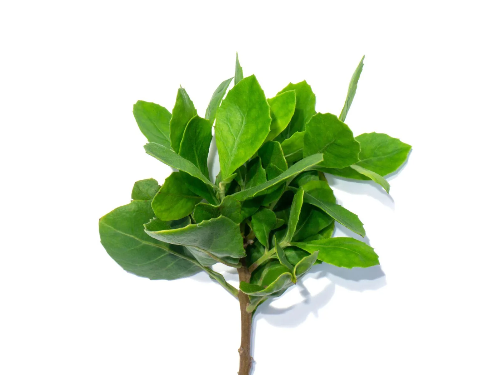 INDIAN CAMPHORWEED (Beluntas Leaves)