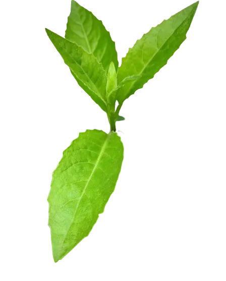 DEWA LEAVES