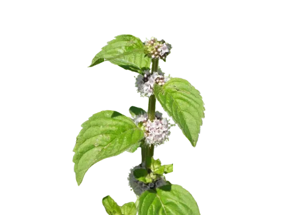 MINT LEAVES