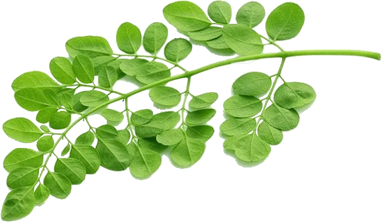 MORINGA (Daun Kelor)
