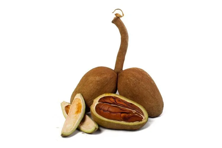 MAHOGANY SEEDS