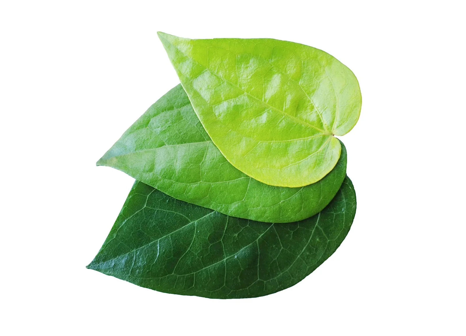 BETEL LEAF (Sirih Leaves)