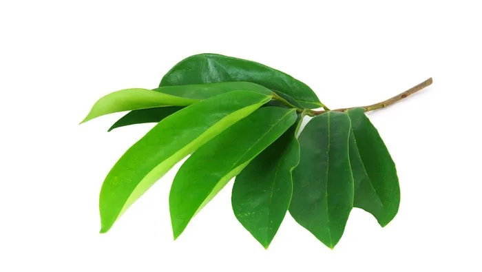 SOURSOP LEAF (Daun Sirsak)