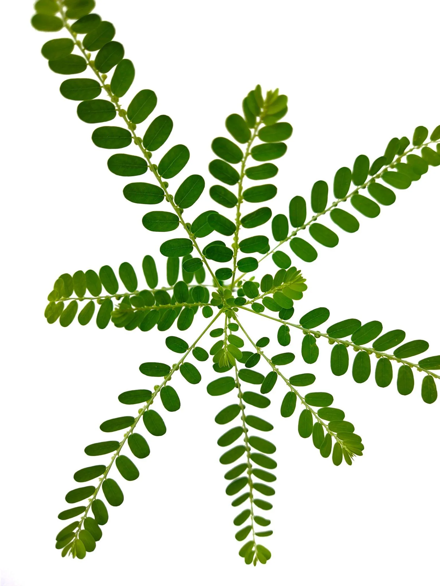 MENIRAN