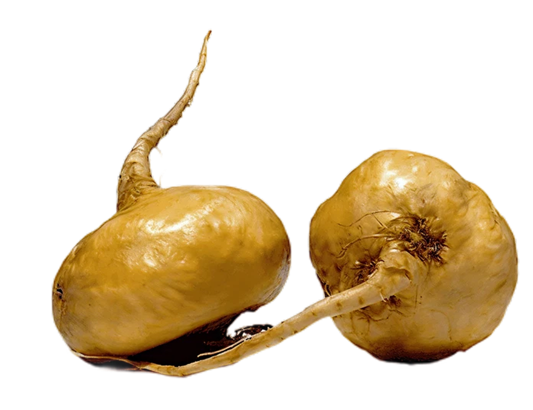 MACA
